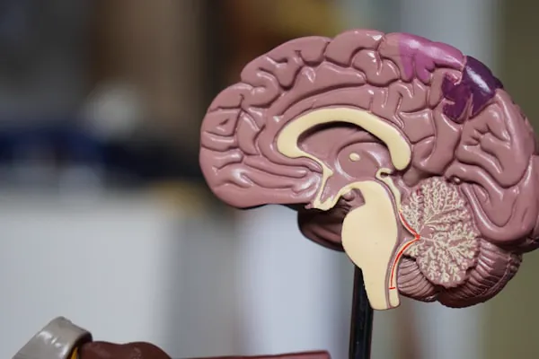Imagem ilustrativa sobre Cardiologia — demonstração